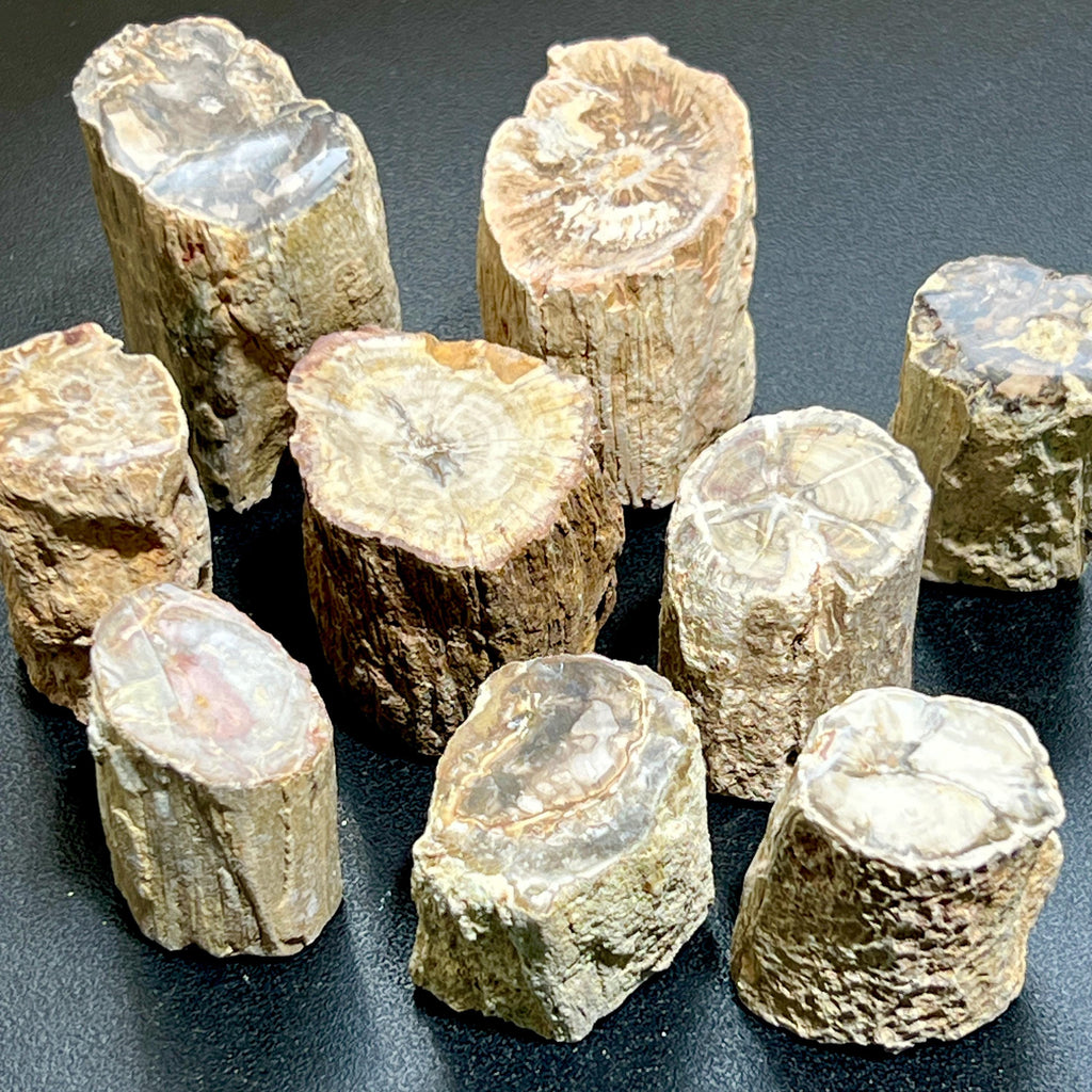 Petrified Wood Slices (By The Piece or Pound) Rough Carving Wholesale